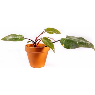 Gardners Philodendron Pink Princess, průměr 8 cm - Slow Plant Filodendron – Zboží Mobilmania