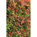 Photinia fraseri 'Red Robin' Prodejní velikost: 030/040, Velikost hrnku: 2 l – Hledejceny.cz