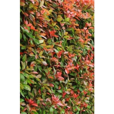 Photinia fraseri 'Red Robin' Prodejní velikost: 030/040, Velikost hrnku: 2 l – Hledejceny.cz