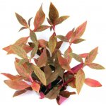 Alternanthera reineckii Red Ruby – Zbozi.Blesk.cz