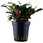 Bucephalandra sp. Red – Sleviste.cz