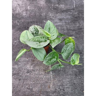 Scindapsus Pictus Silvery Ann 8 cm – Hledejceny.cz