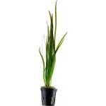 Vallisneria spiralis tiger – Zboží Dáma