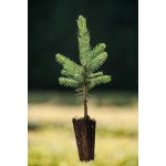 GREENBOSS FLOWER Smrk pichlavý QP 40 (15/20) – Zboží Dáma