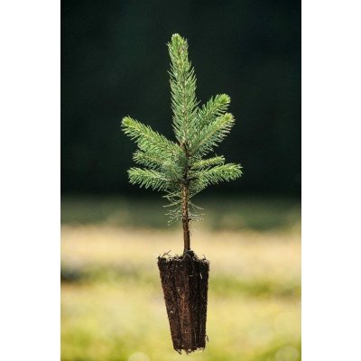 GREENBOSS FLOWER Smrk pichlavý QP 40 (15/20) – Zboží Dáma