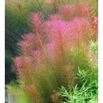Rotala wallichii - Kolovka Wallichova – Zboží Dáma