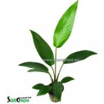 Anubias hastifolia - Anubias laločnatý – Hledejceny.cz