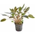 Cryptocoryne wendtii Brown – Zboží Dáma