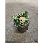 Hoya carnosa Compacta Variegata mini – Zboží Dáma