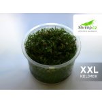 Rotala nanjenshan – Zboží Dáma