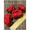 Osivo a semínko Trinidad Moruga Scorpion 20-c17-11-2 (chilli semena) 1 ks