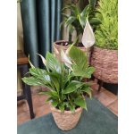 Spathiphyllum Bellini, čistička vzduchu – Zboží Dáma