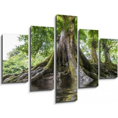 Obraz 5D pětidílný - 150 x 100 cm - big old tree and a river velký starý strom a řeka – Zboží Mobilmania