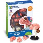 Learning Resources Anatomický model mozku – Zboží Mobilmania