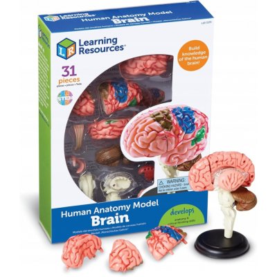 Learning Resources Anatomický model mozku – Zboží Mobilmania