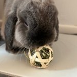 Trixie Bambusový míček s Timotejským senem 5 cm – Hledejceny.cz