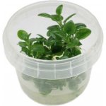 Lobelia cardinalis Mini – Hledejceny.cz