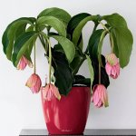 Lechuza Classico LS 21 scarlet – Hledejceny.cz