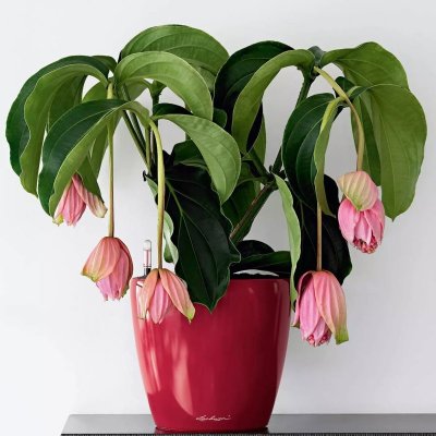Lechuza Classico LS 21 scarlet – Hledejceny.cz