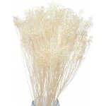 Sušený Broom Bloom bělený, kytice/svazek 45g – Zbozi.Blesk.cz