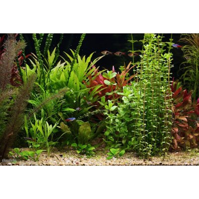 Bacopa crenata – Sleviste.cz