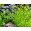 Akvarijní rostlina I--Z Rotala sp. Wayanad