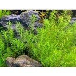 Rotala sp. Wayanad 7 cm – Zboží Mobilmania