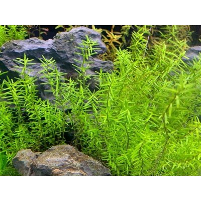 Rotala sp. Wayanad 7 cm – Zboží Mobilmania