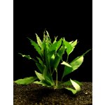 Justicia schimperi - Právenka Schimperova "T" – Zboží Dáma