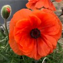 Mák východní Pizziato- Papaver orientale - semena máku - 10 ks