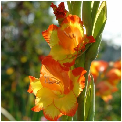 Gladiol Princess Margaret Rose - Gladiolus - hlízy gladiol - 3 ks – Hledejceny.cz