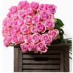 Růžové růže – Hledejceny.cz