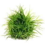 Eriocaulon cinereum – Zbozi.Blesk.cz