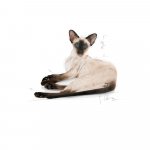 Royal Canin Siamese Adult 4 kg – Zboží Mobilmania