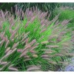 Pennisetum alop. var. viridescens Prodejní velikost: teracota, Velikost hrnku: 2 l – Hledejceny.cz