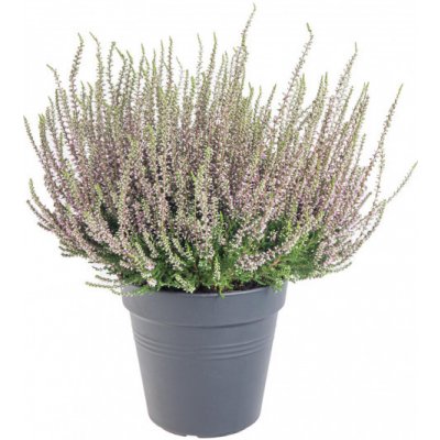 Vřes obecný, Calluna vulgaris, fialový, průměr květináče 10.5 cm – Zboží Mobilmania