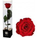 Stabilizovaná růže na stonku 30cm fuchsia PIN-03 – Zbozi.Blesk.cz