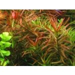 Ludwigia brevipes – Sleviste.cz