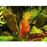 Echinodorus ocelot red - Šípatkovec ocelot red – Zboží Dáma