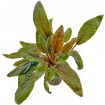 Cryptocoryne wendtii Tropica – Sleviste.cz