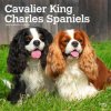 Kalendář Cavalier King Charles Spaniels Square 2024