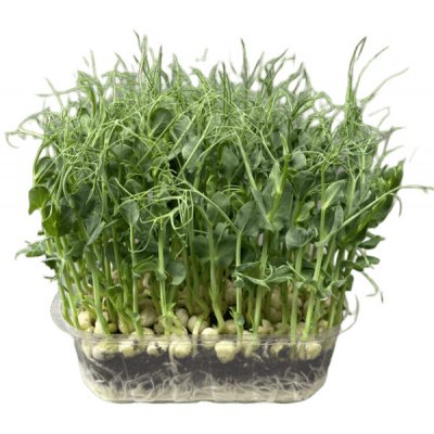 Microgreens Hrách setý Affyla na microgreens, 100 g – Hledejceny.cz