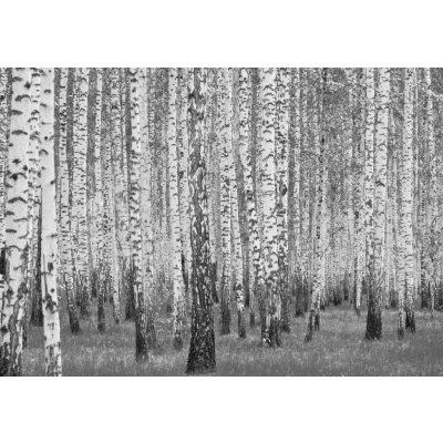 Postershop Fototapeta vliesová: Černobílé břízy, rozměry 416x254 cm – Zboží Mobilmania