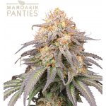 Seedstockers Mandarin Panties semena neobsahují THC 3 ks – Zboží Dáma