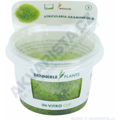 Utricularia graminifolia - Bublinatka trávolistá – Zboží Dáma