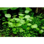 Hydrocotyle verticillata - Pupečník přeslenitý – Sleviste.cz