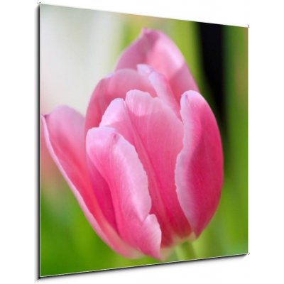 Obraz 1D - 50 x 50 cm - tulip tulipán – Zboží Mobilmania