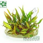 Cryptocoryne nevillii – Zboží Dáma