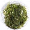 Vesicularia reticulata Erect moss