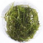 Vesicularia reticulata Erect moss – Zboží Dáma